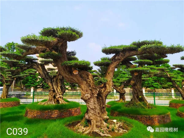 微信圖片_20201211103812.jpg 微信圖片_20201211103812.jpg