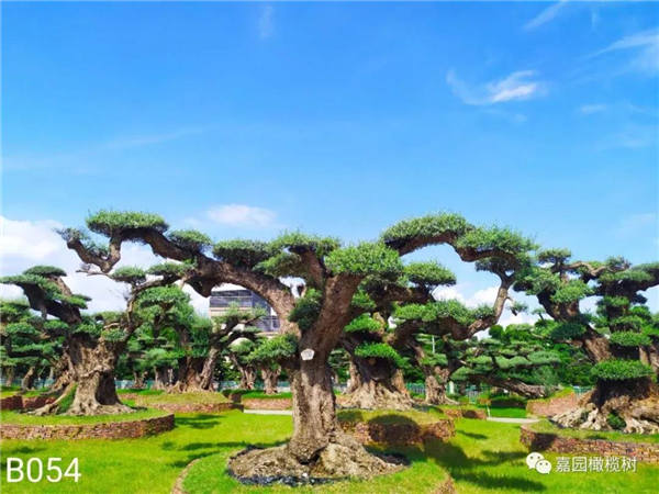 微信圖片_20201211104512.jpg 微信圖片_20201211104512.jpg